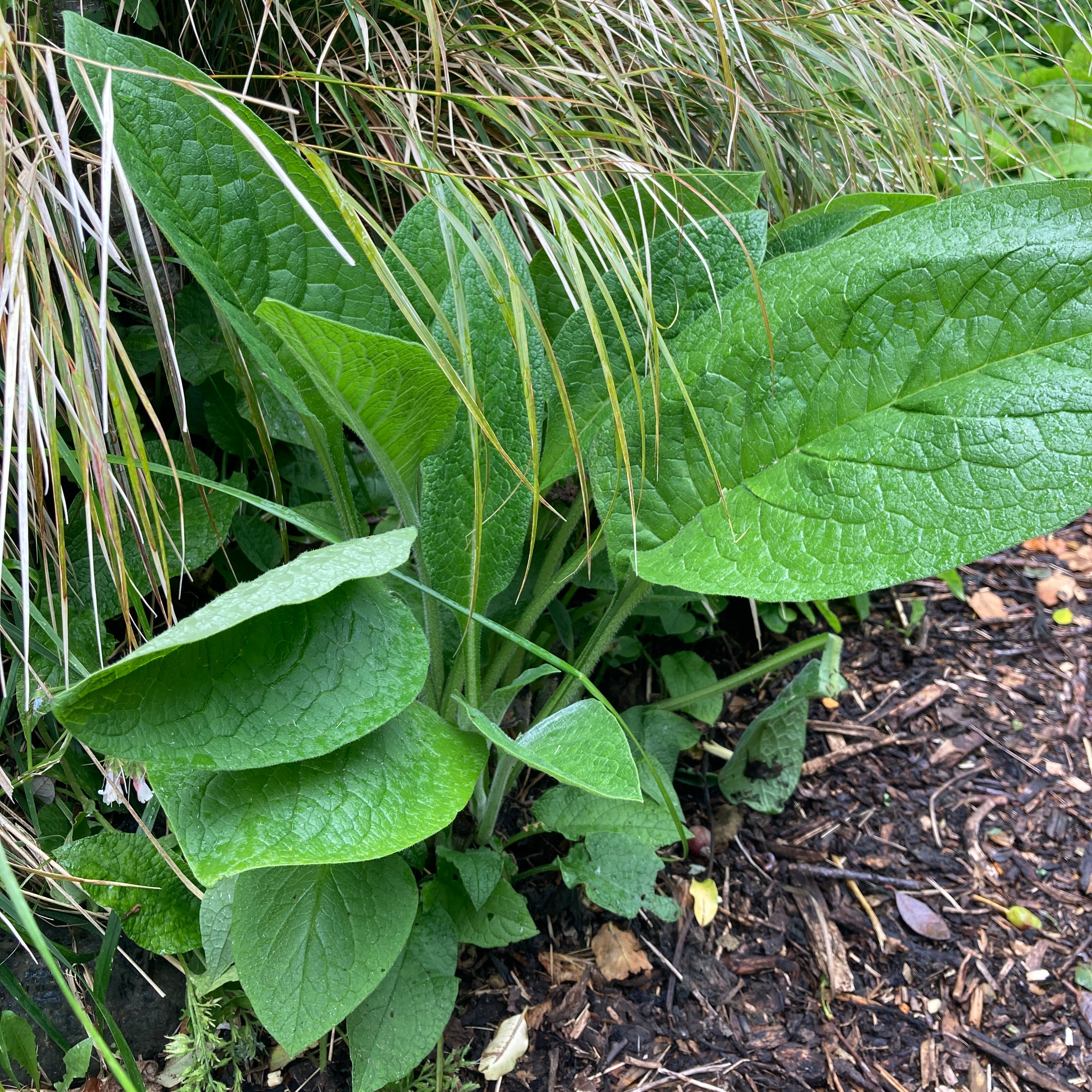 Comfrey - Russian