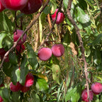 Plum - Santa Rosa