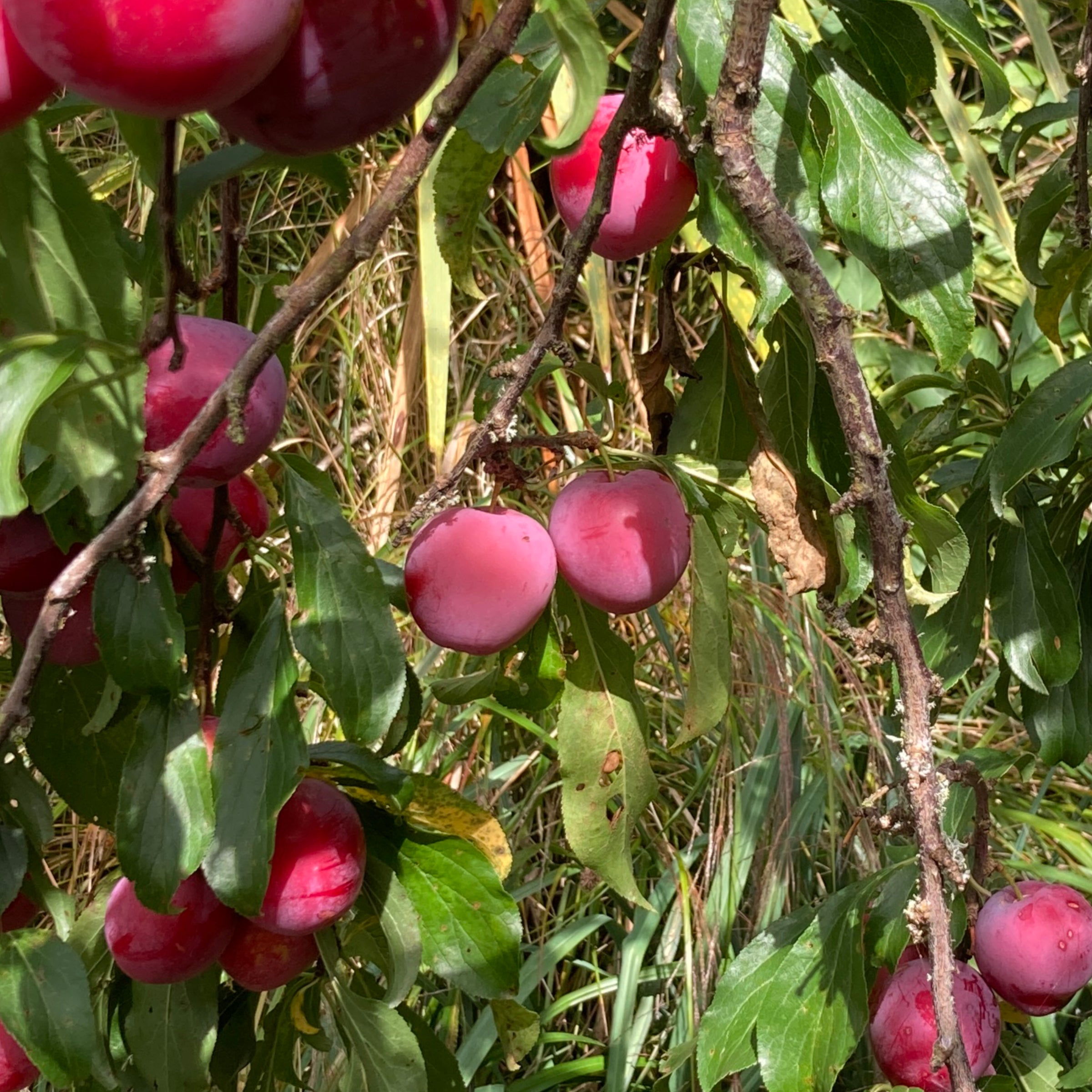 Plum - Santa Rosa