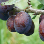 Plum - Stanley Prune