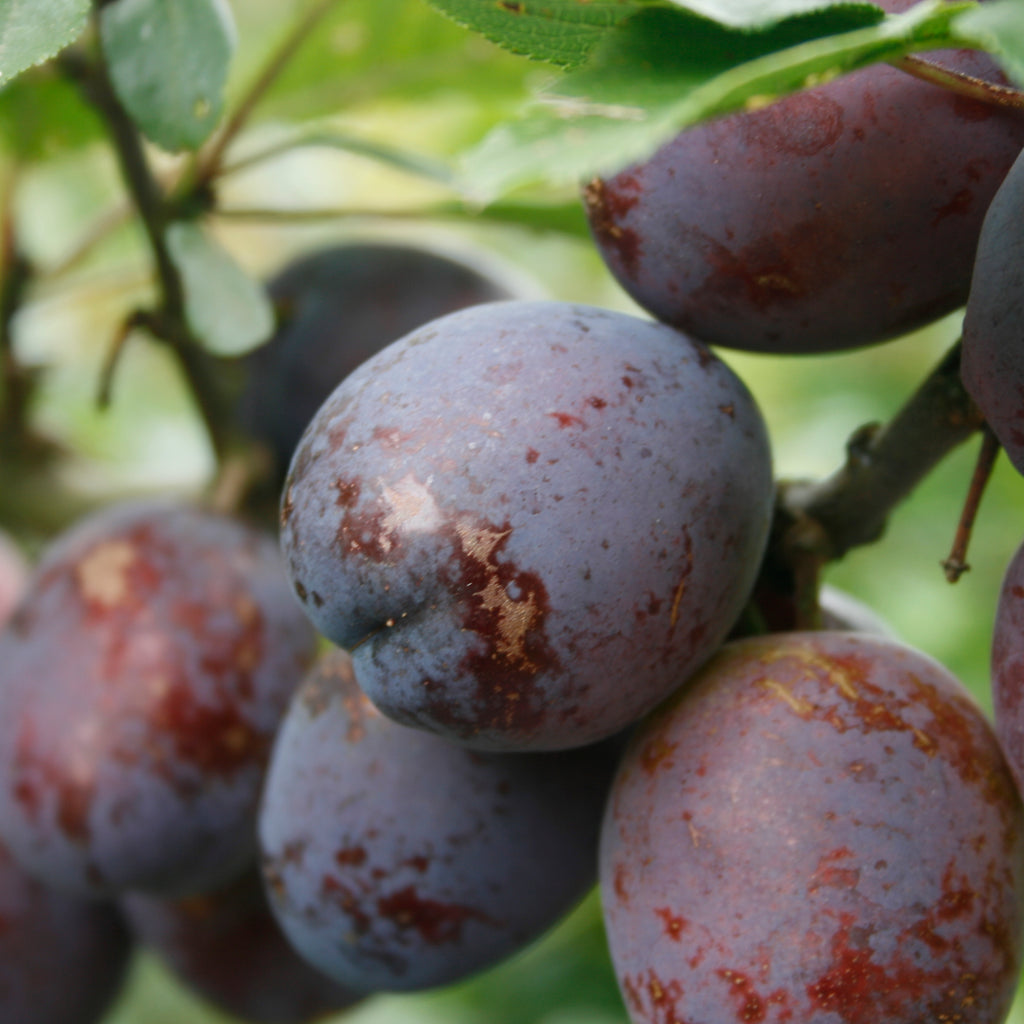 Plum - Stanley Prune