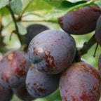 Plum - Stanley Prune
