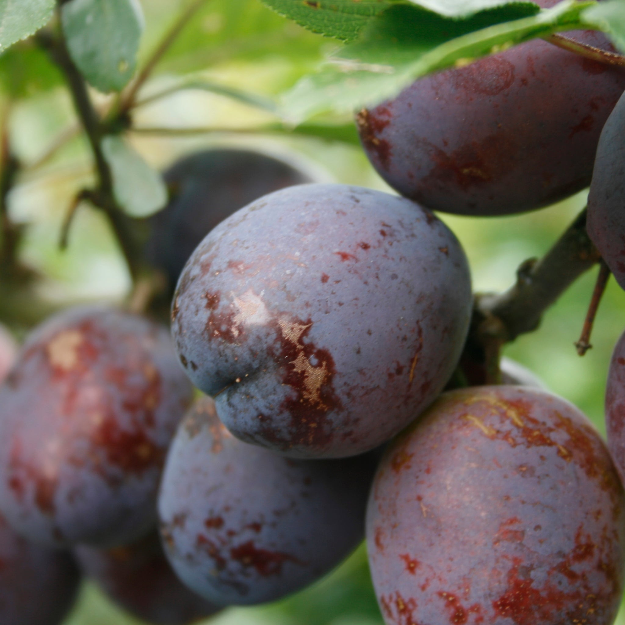 Plum - Stanley Prune