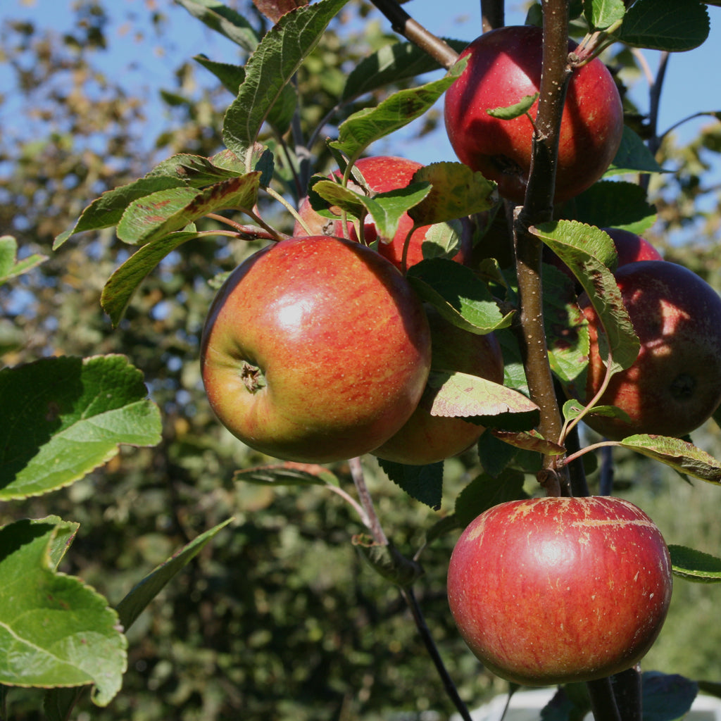 Organically grown, red Tydeman's Late Orange apples on a tree branch.