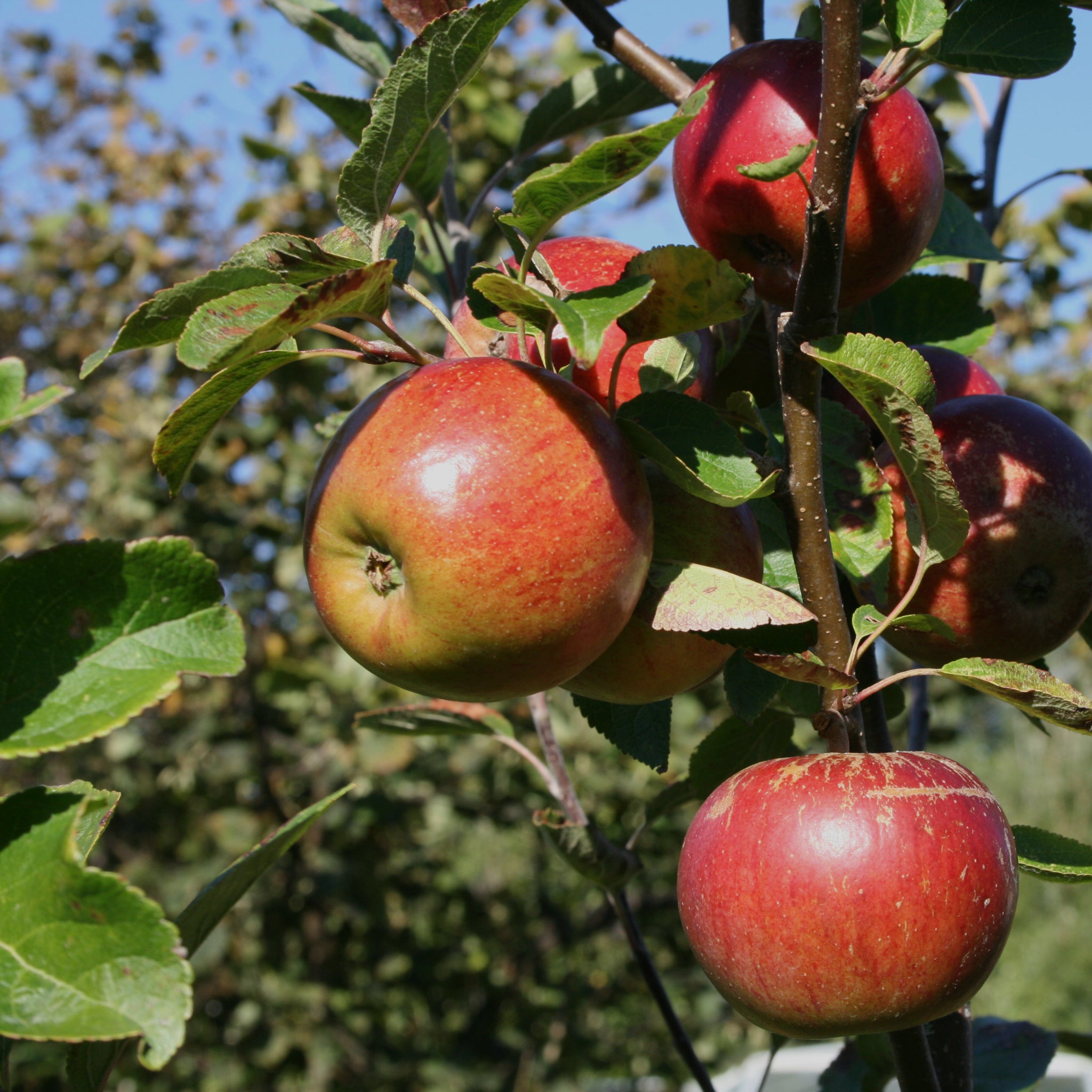 Organically grown, red Tydeman's Late Orange apples on a tree branch.