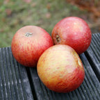 Three stripy red Tydeman's Late Orange apples on a wooden table