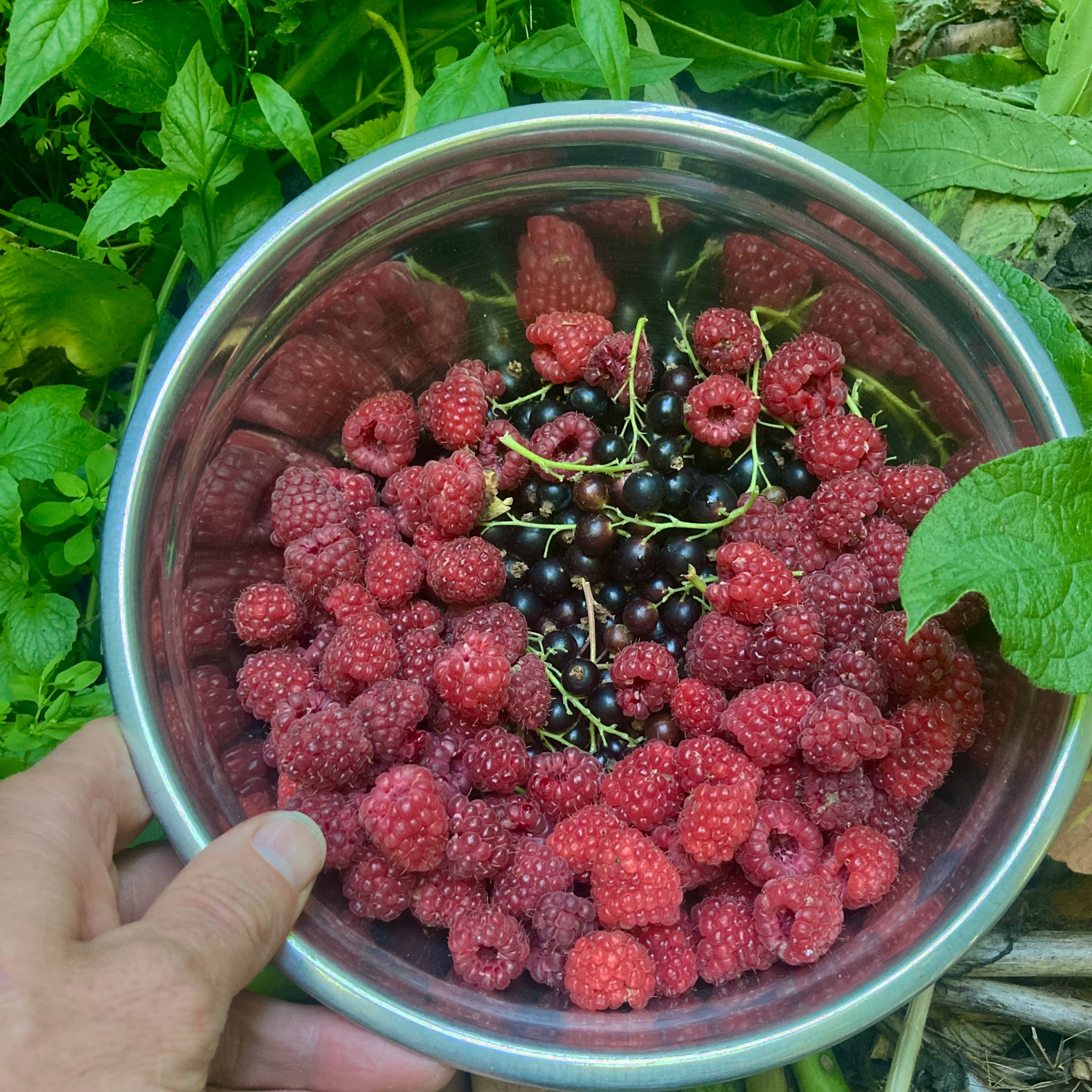 Watu Half Raspberry Raspberry Plant - Waiau – Habitate