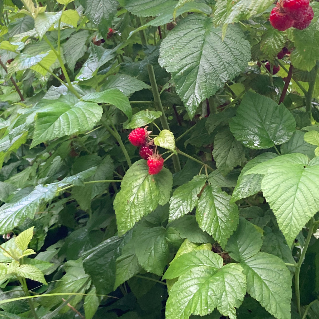 Raspberry Plant - Waiau