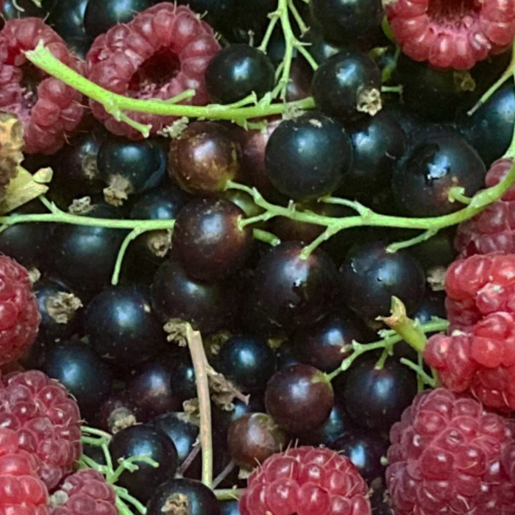 Blackcurrant - Waitati
