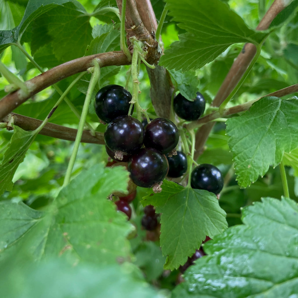 Blackcurrant - Waitati