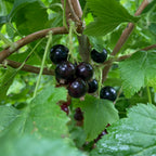 Blackcurrant - Waitati