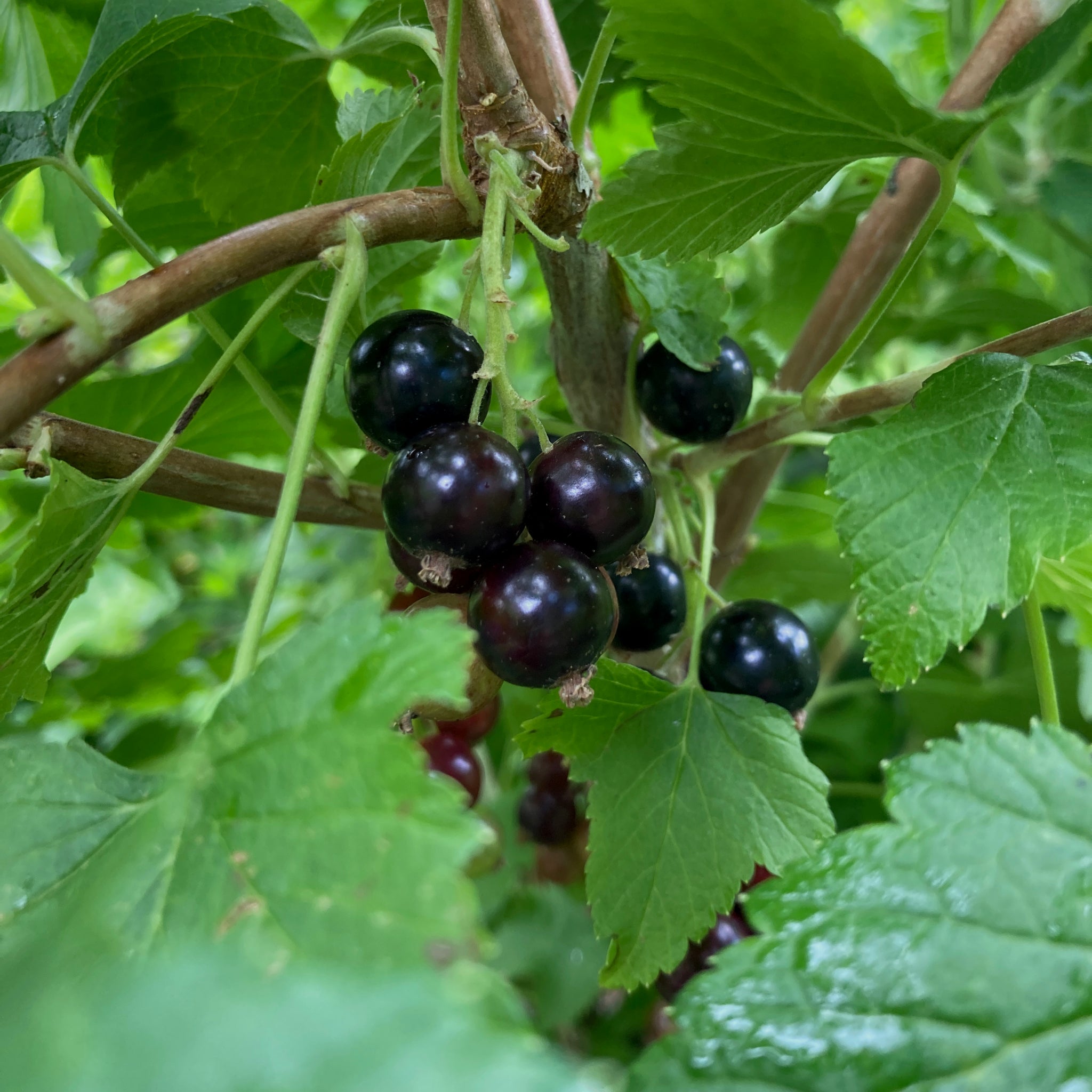 Blackcurrant - Waitati