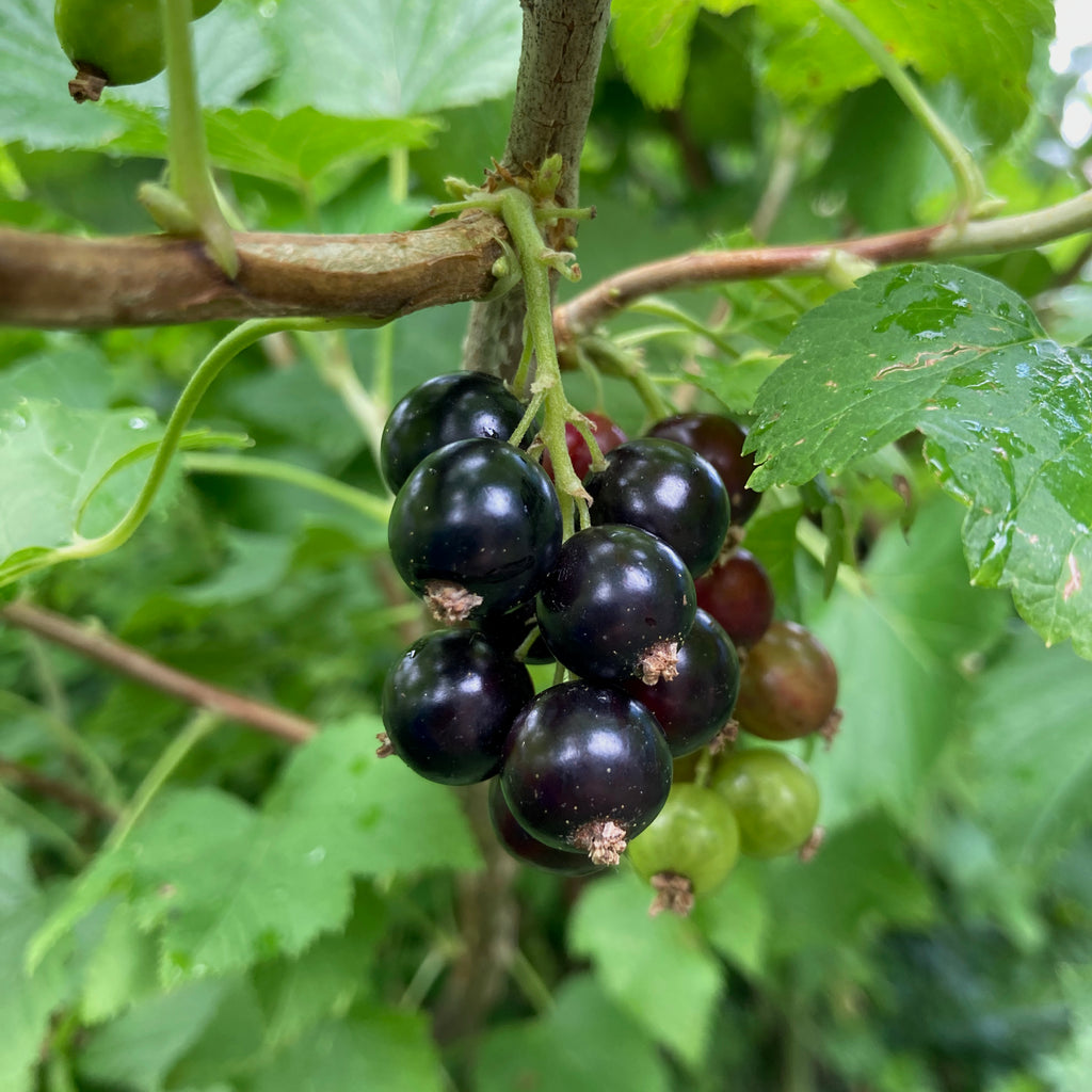 Blackcurrant - Waitati