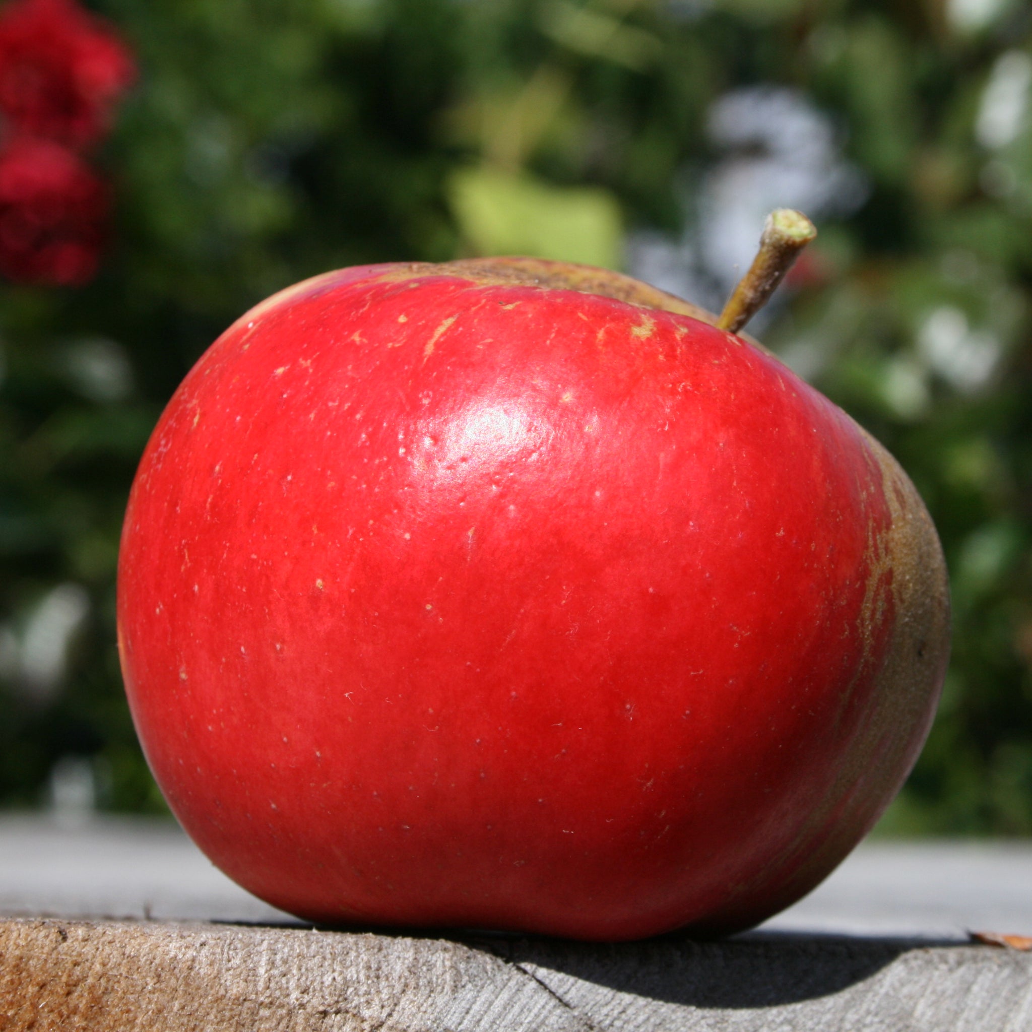 Red Akane apple on a wooden surface with a blurred natural background