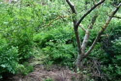 Plum Food Forest