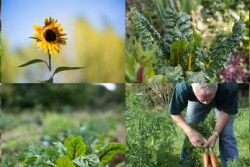 Garden Abundance