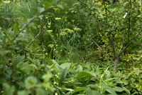 Orchard / Food Forest Understory