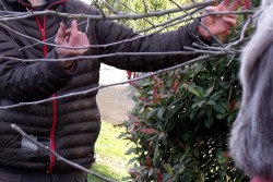 Pruning Workshop Waitati