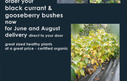 Berry Bushes