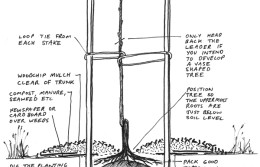 Fruit Tree Planting Guide