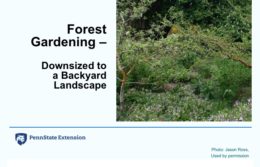 Backyard Forest Gardening