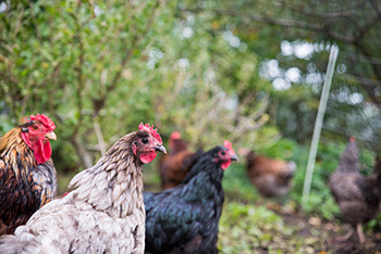 Permaculture Compost Chickens