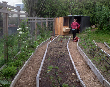 Curved Vege Beds Chicken House & Orchard 2017