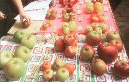 Heritage fruit tasting table